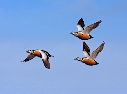 Steller's steller's eider