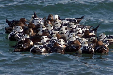 Steller's Eider