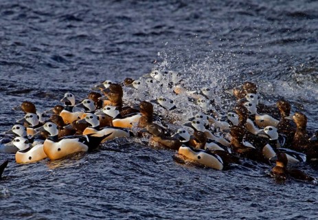 Steller's steller's eider