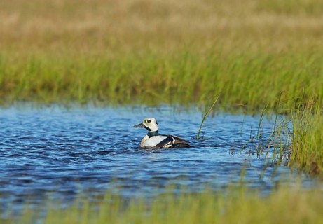 Steller's steller's eider