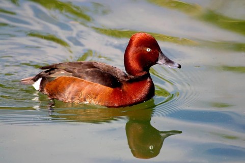 Ferruginous duck