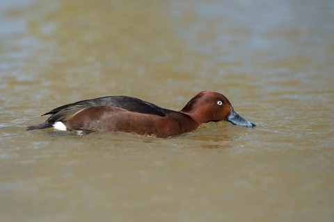 Ferruginous duck