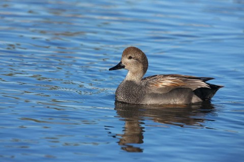 Gadwall