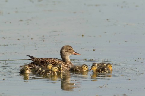 Gadwall