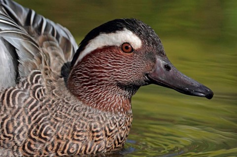 Garganey