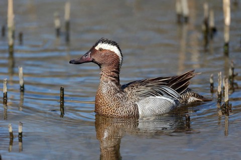 Garganey