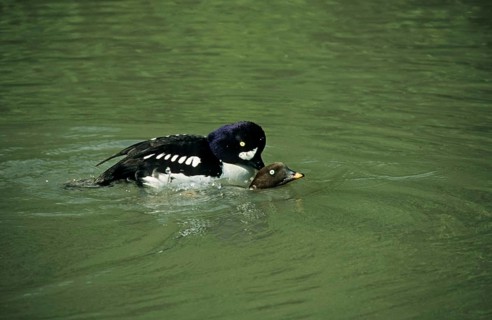 Barrow's barrow's goldeneye