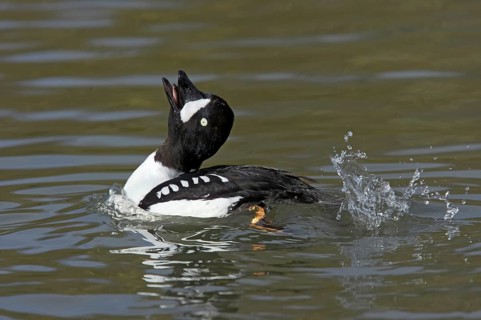 Barrow's Goldeneye