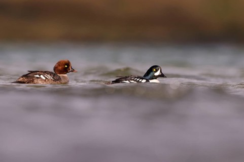 Barrow's Goldeneye