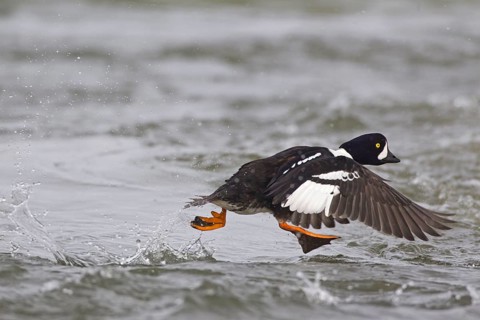Barrow's Goldeneye
