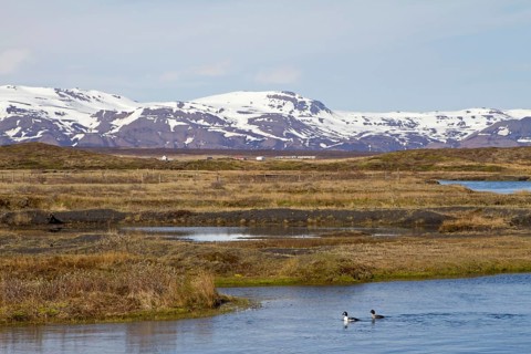 Barrow's Goldeneye