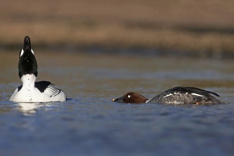 Common Goldeneye