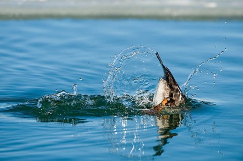 Common goldeneye