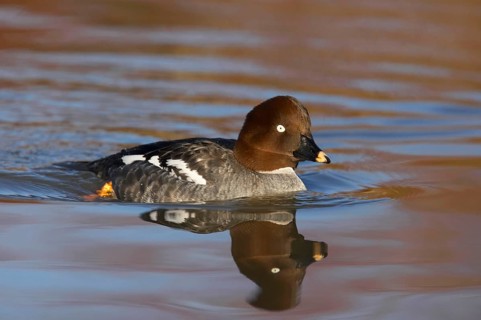 Common Goldeneye