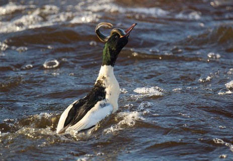 Common merganser
