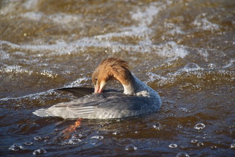 Goosander
