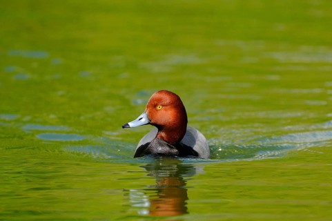 Redhead