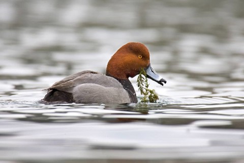 Redhead