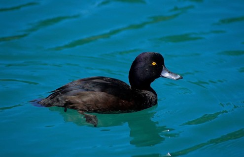 Maori Duck