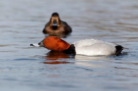 Common common pochard