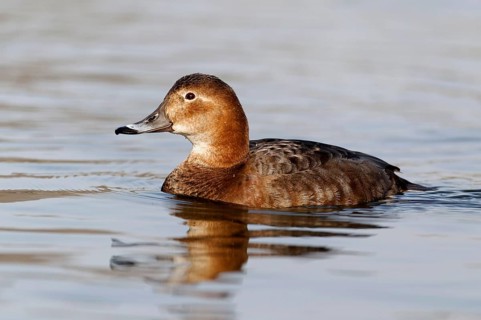 Common pochard