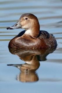 Common pochard