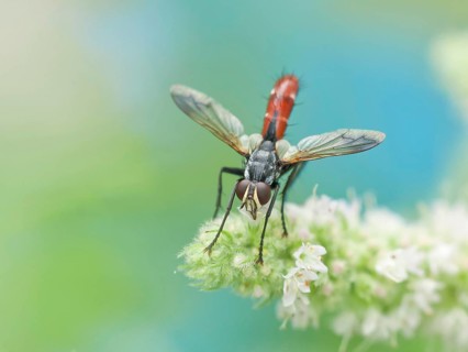 Caterpillar fly