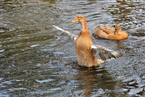 Pomeranian duck