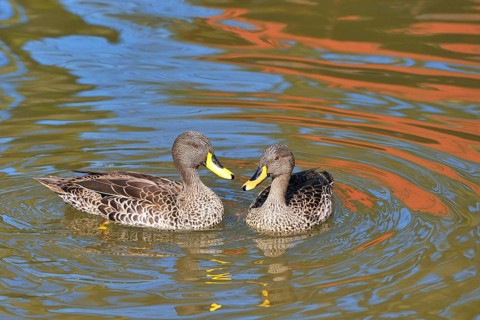 Yellow-billed Duck