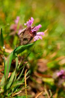 Purple deadnettle