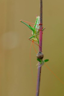 Striped Timor Grasshopper