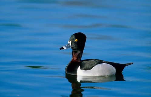 Ring-necked Duck