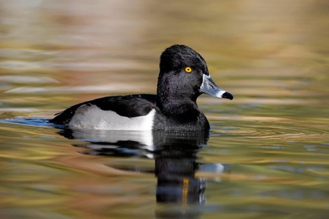 Ring-necked Duck