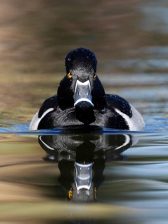 Ring-necked Duck
