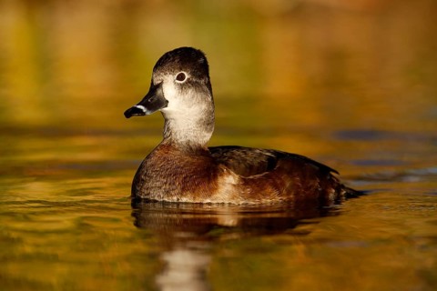 Ring-necked Duck