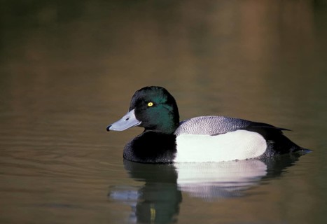 Scaup