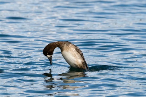 Greater greater scaup