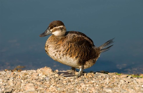 Ruddy duck