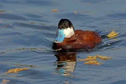 Ruddy Duck