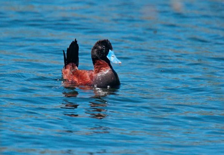 Black-headed Duck