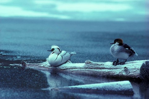 Smew