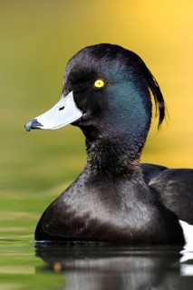 Tufted duck