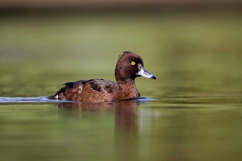 Tufted Duck