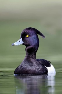 Tufted Duck