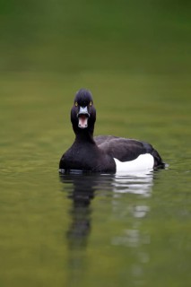 Tufted duck