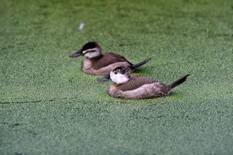 White-headed ducks