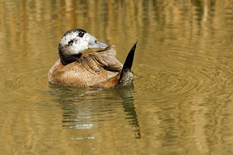 White-headed ducks