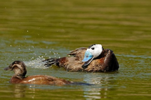 White-headed ducks
