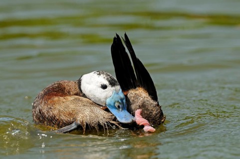 White-headed ducks