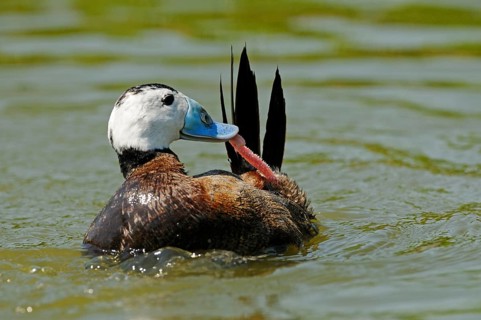 White-headed ducks